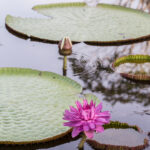Vitória Regia, Eliane de Castro, 2019. Wikimedia.